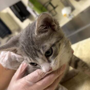Radar -  Domestic Short Hair Cat for Adoption in Asheville, North Carolina - Radar | PetCurious
