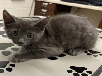 TIJUANA -  Domestic Short Hair Cat for Adoption in Derwood, Maryland - TIJUANA | PetCurious