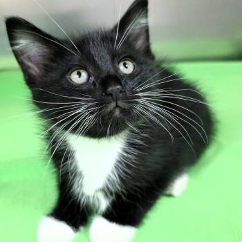 Domestic Short Hair Cats Available for Adoption in Michigan City, Indiana - Hefty | PetCurious