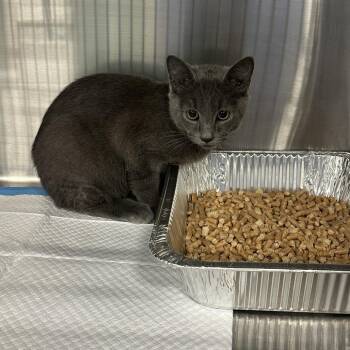 Ratatouille -  Domestic Short Hair Cat for Adoption in Greensboro, North Carolina - Ratatouille | PetCurious