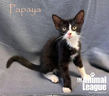 Papaya -  Domestic Short Hair Cat for Adoption in Groveland, Florida - Papaya | PetCurious