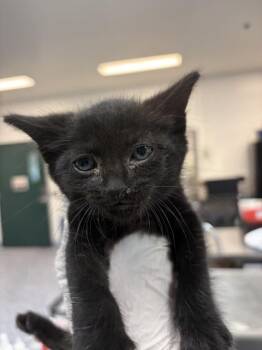 MARK -  Domestic Short Hair Cat for Adoption in Thousand Palms, California - MARK | PetCurious