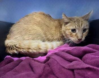 Tabby Cats Available for Adoption - TRAVIS | PetCurious