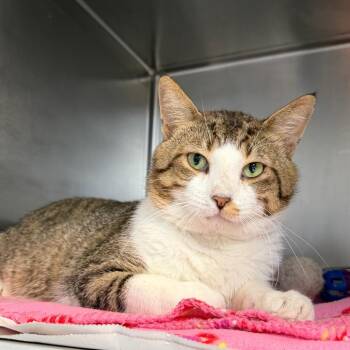 Chatterbox -  Domestic Short Hair Cat for Adoption in Newport, North Carolina - Chatterbox | PetCurious
