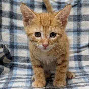 Pasteur -  Domestic Short Hair Cat for Adoption in Brighton, Missouri - Pasteur | PetCurious