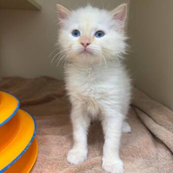 Aemond Targaryen -  Siamese Cat for Adoption in Bradenton, Florida - Aemond Targaryen | PetCurious