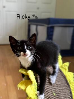 Rescue Domestic Short Hair Cats for Adoption in Boca Raton, Florida - Ricky | PetCurious