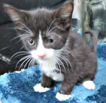 Cabe -  Domestic Short Hair Cat for Adoption in Lexington, Virginia - Cabe | PetCurious