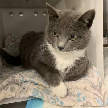 Whiskers -  Domestic Short Hair Cat for Adoption in Salt Lake City, Utah - Whiskers | PetCurious