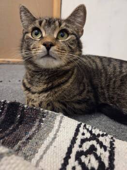 Domestic Short Hair Cats Available for Adoption - Noodle & Lu | PetCurious