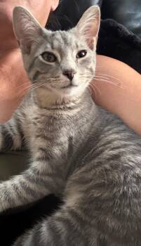 Lucious -  Domestic Short Hair Cat for Adoption in Hammond, Indiana - Lucious | PetCurious