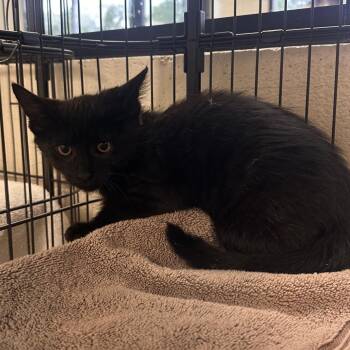 Stingray -  Domestic Long Hair Cat for Adoption in Rocky Mount, Virginia - Stingray | PetCurious