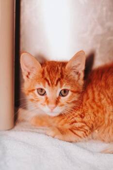 93372a Pumpkin Bread -  Domestic Short Hair Cat for Adoption in North Charleston, South Carolina - 93372a Pumpkin Bread | PetCurious
