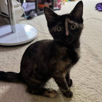 Alora -  Domestic Short Hair Cat for Adoption in Monroe, Michigan - Alora | PetCurious