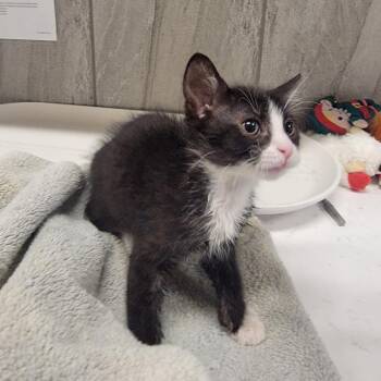 Pongo -  Domestic Short Hair Cat for Adoption in Phoenix, Arizona - Pongo | PetCurious