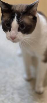 Siamese Cats Available for Adoption in Rowlett, Texas - Bluzey | PetCurious