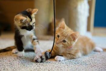 December -  Domestic Short Hair Cat for Adoption in Bellevue, Washington - December | PetCurious