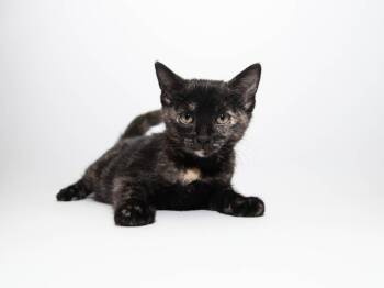 Argentina -  Domestic Short Hair Cat for Adoption in Lansing, Kansas - Argentina | PetCurious