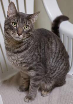 Ash -  Domestic Short Hair Cat for Adoption in Verona, Wisconsin - Ash | PetCurious