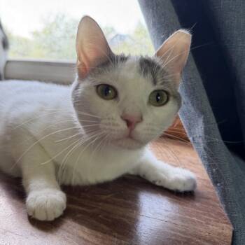 Domestic Short Hair Cats Available for Adoption in Medina, Ohio - Andouille | PetCurious