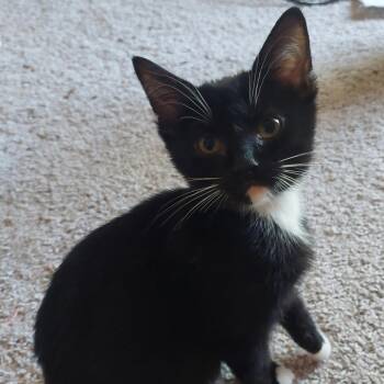 Domestic Short Hair Cats Available for Adoption in Huntsville, Alabama - Rosemary | PetCurious
