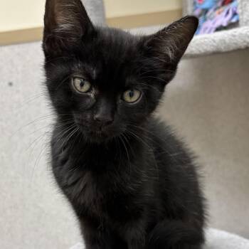 Rolo -  Domestic Short Hair Cat for Adoption in Naperville, Illinois - Rolo | PetCurious