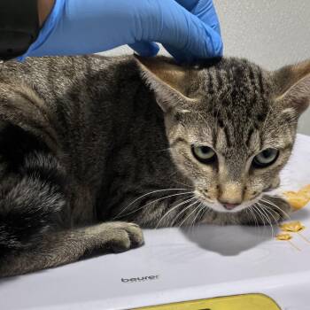 Phoenix -  Domestic Short Hair Cat for Adoption in Tampa, Florida - Phoenix | PetCurious