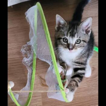 Tiggy -  Domestic Short Hair Cat for Adoption in Yorktown, Indiana - Tiggy | PetCurious