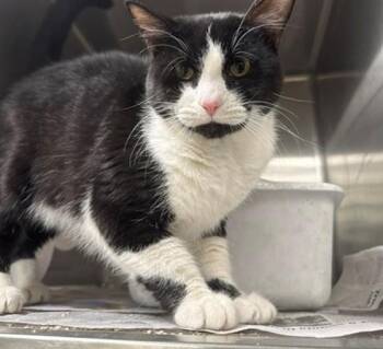 SPRUCE -  Domestic Short Hair Cat for Adoption in Anchorage, Alaska - SPRUCE | PetCurious