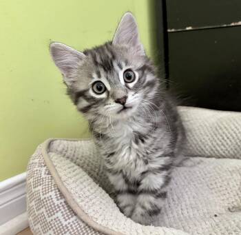 Tabby and Domestic Short Hair Cats Available for Adoption in Vaughan, Ontario - Chiclet | PetCurious