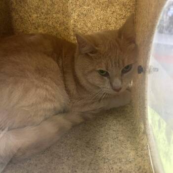Zoose -  Domestic Short Hair Cat for Adoption in Philadelphia, Pennsylvania - Zoose | PetCurious