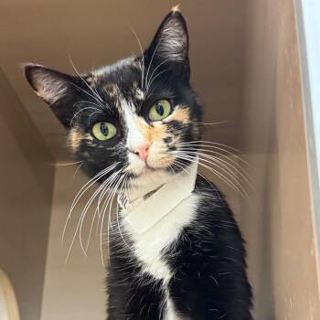 Domestic Short Hair Cats Available for Adoption in Birmingham, Alabama - Cleo | PetCurious