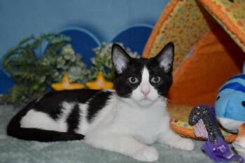 Ricky -  Domestic Short Hair Cat for Adoption in Roanoke, Texas - Ricky | PetCurious