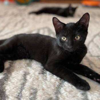 Sara Lee -  Domestic Short Hair Cat for Adoption in Walden, New York - Sara Lee | PetCurious