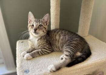 Watermelon -  Domestic Short Hair Cat for Adoption in West Chester, Pennsylvania - Watermelon | PetCurious