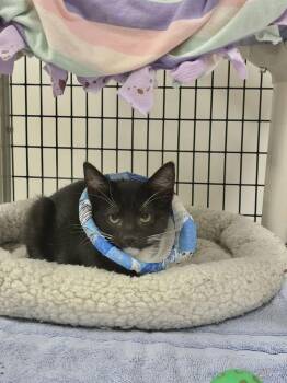 Bunny -  Domestic Short Hair Cat for Adoption in Alexandria, Virginia - Bunny | PetCurious