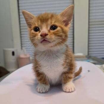 Domestic Short Hair Cats Available for Adoption - Moth | PetCurious