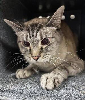 Domestic Short Hair Cats Available for Adoption in Nashville, Tennessee - Kiko | PetCurious