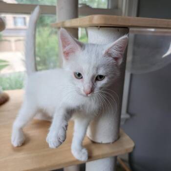 Wolfgang -  Domestic Short Hair Cat for Adoption in Woodstock, Virginia - Wolfgang | PetCurious