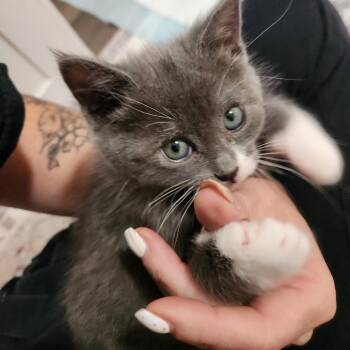 Domestic Short Hair Cats Available for Adoption in Talent, Oregon - Juniper | PetCurious