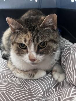 Sharon -  Domestic Short Hair Cat for Adoption in East Hartford, Connecticut - Sharon | PetCurious