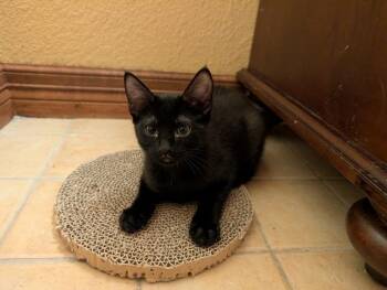 Umbreon -  Domestic Short Hair Cat for Adoption in Lafayette, Colorado - Umbreon | PetCurious