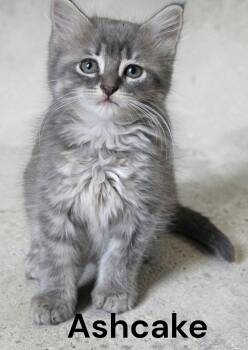 Ashcake -  Domestic Medium Hair Cat for Adoption in Weems, Virginia - Ashcake | PetCurious