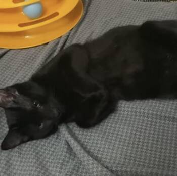 Luca -  Domestic Short Hair Cat for Adoption in Chalfont, Pennsylvania - Luca | PetCurious