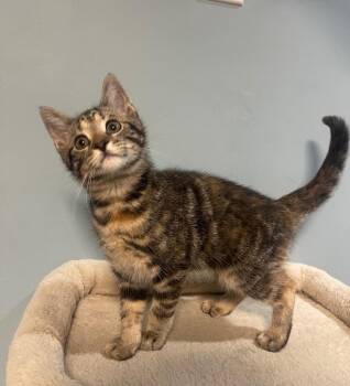 Meadow -  Domestic Short Hair Cat for Adoption in Clayton, New Jersey - Meadow | PetCurious