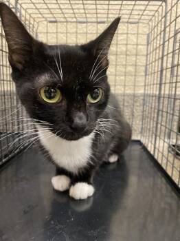 ELLA -  Domestic Short Hair Cat for Adoption in Fort Myers, Florida - ELLA | PetCurious