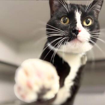 Domestic Short Hair Cats Available for Adoption - OREON | PetCurious