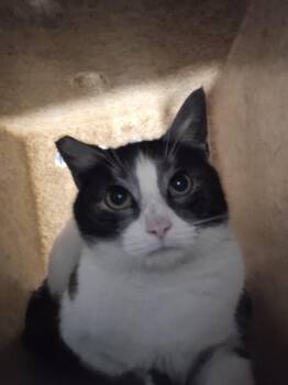 Domestic Short Hair Cats Available for Adoption - Miso | PetCurious