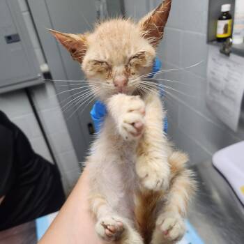 Flika -  Domestic Short Hair Cat for Adoption in Summerville, South Carolina - Flika | PetCurious