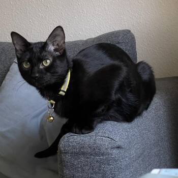 Rescue Domestic Short Hair Cats for Adoption in Leander, Texas - Joel | PetCurious